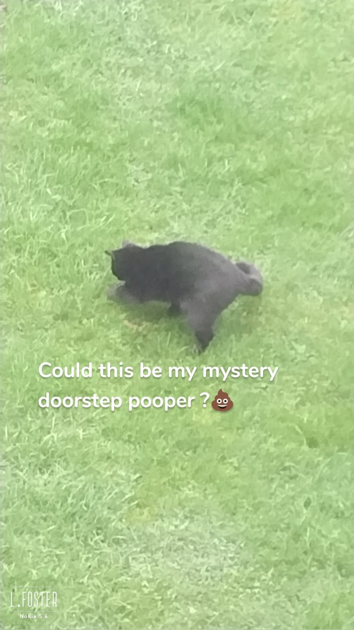 Could this be my mystery doorstep pooper ?💩